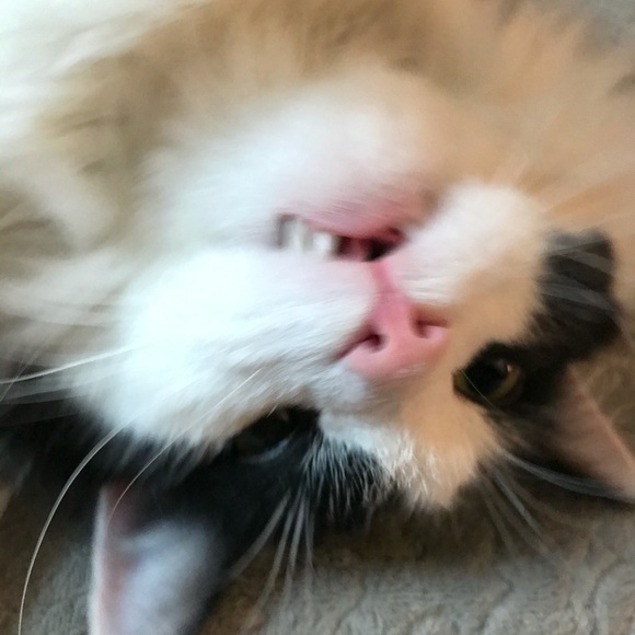 Meet your Posher, Hannah - Picture 1 of 1